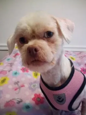 Pixie