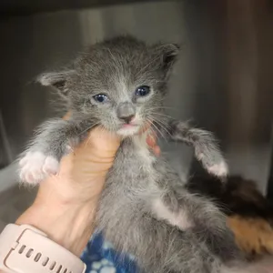Pip