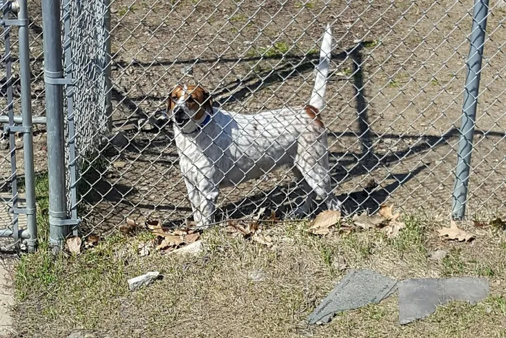 New Hampshire Humane Society