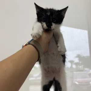 Bandit
