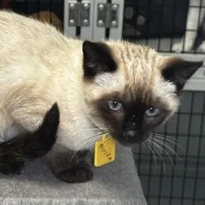 Mariko - Gorgeous Little Siamese Mix