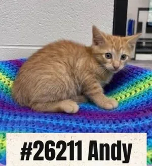 Andy