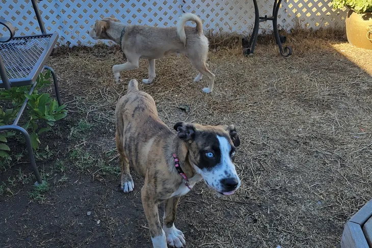 Delta Humane Society