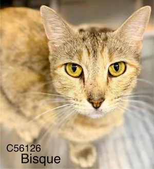 Bisque