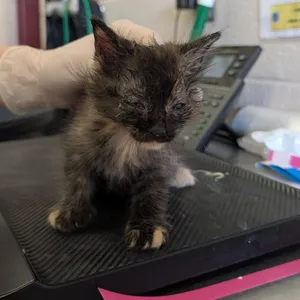 Ali Cat