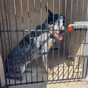 HACC-Stray-35599