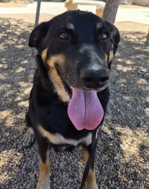 Maya