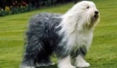 Old English Sheepdog