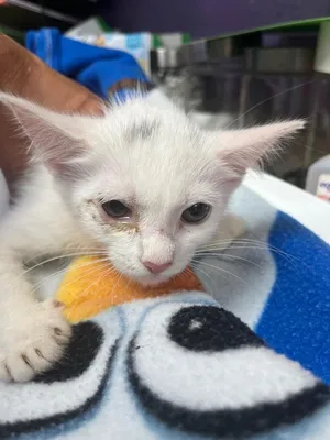 Marshmellow