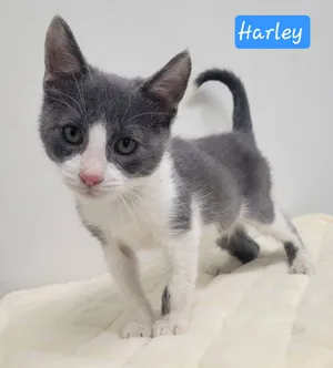 Harley