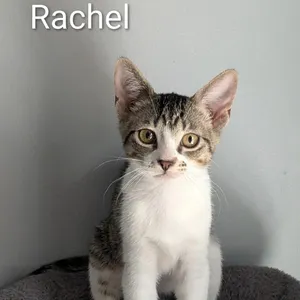 Rachel