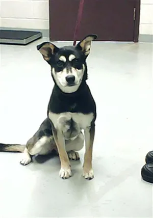 PALOMA