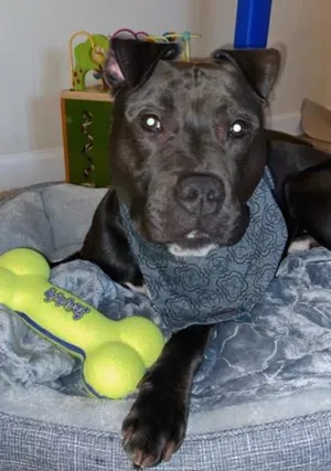 Draco