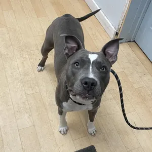Harley    SPWA-Stray-148804