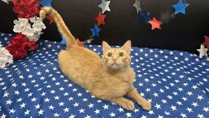 Quesadilla