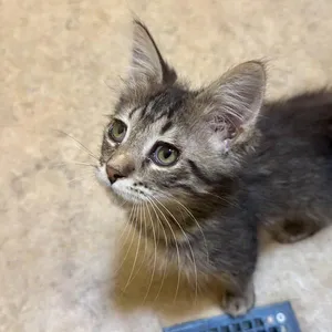 Fuzzy Wuzzy