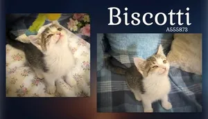 BISCOTTI