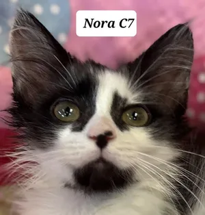 Nora