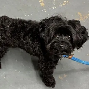 Grover