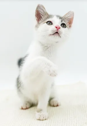 Brandon is a bouncy floof of fun