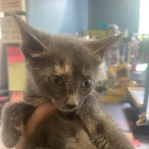 Chloe