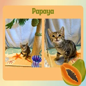 Papaya