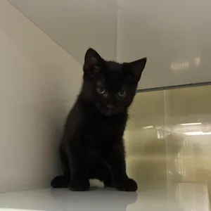 Jet
