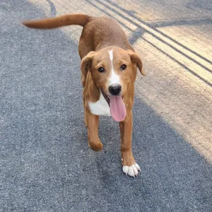 Koda