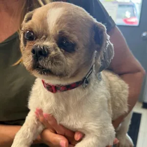 Sid-Foster Home Needed