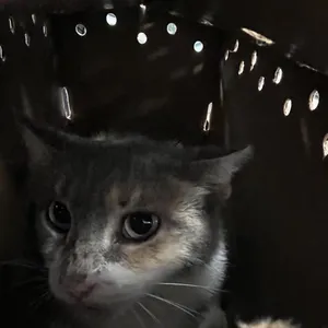 Purrseus