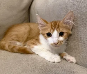 Mac (Mac and Cheese)