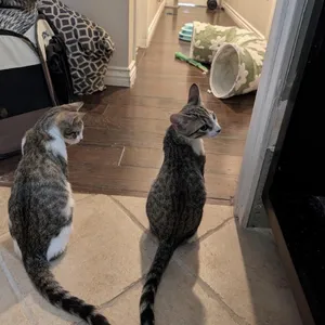 Olive & Pickles