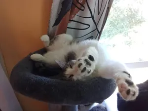 Pandora