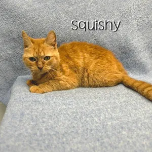 Squishy