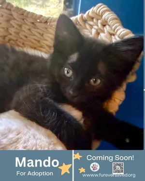 Meet our Mandalorian kittens - Mando, Luke Biscuitmaker, Grogu, and Yoda Coquito