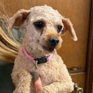 Smiggin-Foster Home Needed