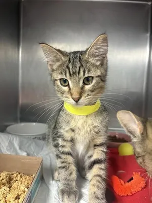 Chili
