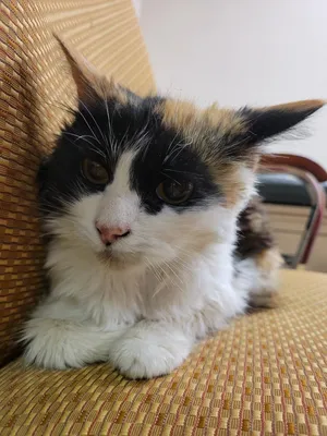 Beverly