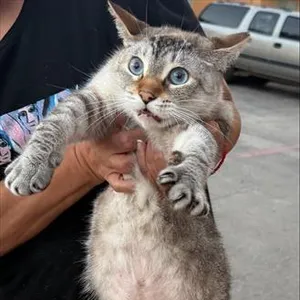 ROSIE