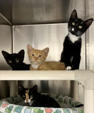 The Coffee Shop Kittens