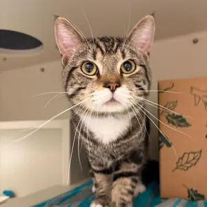 Gus