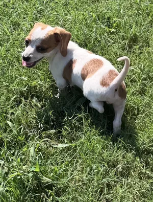 Macy chiweenie