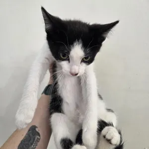 Sailor Mercury