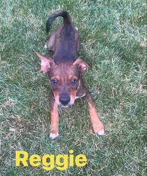 Reggie