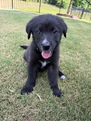 Domino