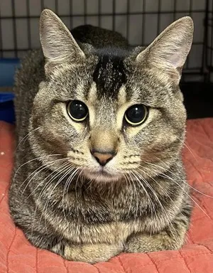 Ruben