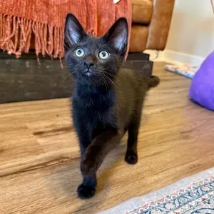 Bruce Batcat Wayne