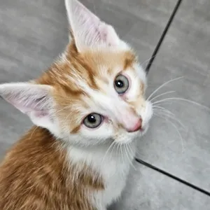 Simba