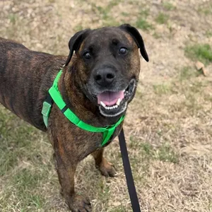Koda