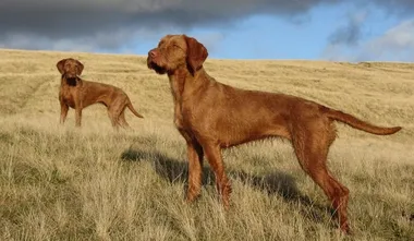 Wirehaired Vizsla